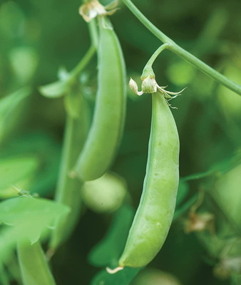 CYBEXIS ATS-84 - Sugar Snap Pea - (100 Seeds) Seed(100 per packet)