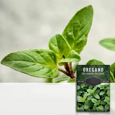 CYBEXIS ATS-67 - Oregano Common Italian - (1350 Seeds) Seed(1350 per packet)