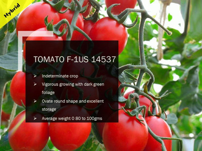 VibeX TOMATO F-1 PUAS-14537 SEEDS(1000 Seeds) Seed(1000 per packet)