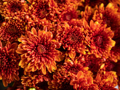 XOLDA Exotic chrysanthemum Seed(37 per packet)