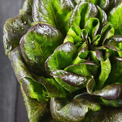 Qualtivate EXL-4AT Bronze Mignonette Butterhead Lettuce Seeds Seed(300 per packet)