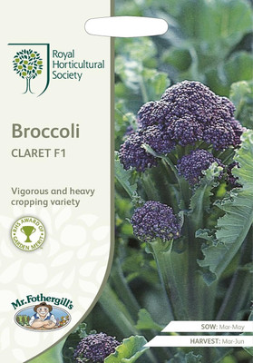 KNESSiN XII-96 Broccoli Claret Seed(500 per packet)