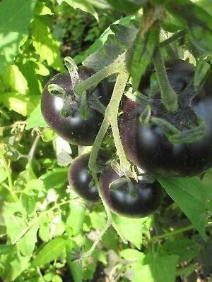 CYBEXIS Good Germination Seeds of Tomato Indigo Apple2000 Seeds Seed(2000 per packet)
