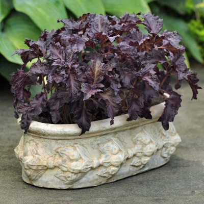VibeX ® XLR-22 Basil 'Purple Ruffles' (Ocimum Basilicum) Seed(1000 per packet)