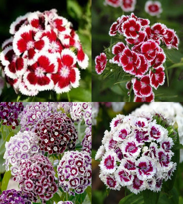 ibains Wild sweet william seeds beez 39 Seed(39 per packet)