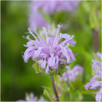 VibeX ® VXI-151 Wild Bee Balm (Monarda fistulosa) Seed(500 per packet)