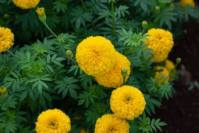 DESIILAAZ marigold/gende ka phool flower seeds Seed(50 per packet)
