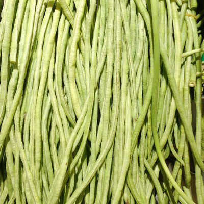 CYBEXIS Mini Non GMO Rare Yard Long Bean Seeds800 Seeds Seed(800 per packet)