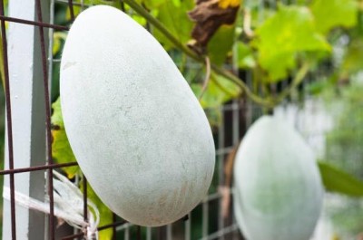 Lorvox Ash Gourd/Chalkumra/White Gourd/Peta/Wax Gourd Seed(42 per packet)