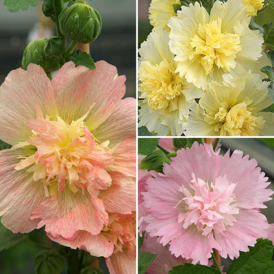 XOLDA Exotic holly hock Seed(44 per packet)