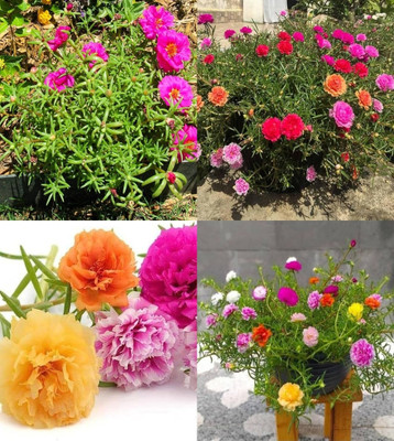 ibains Multi colour table rose seed garden 81 Seed(81 per packet)