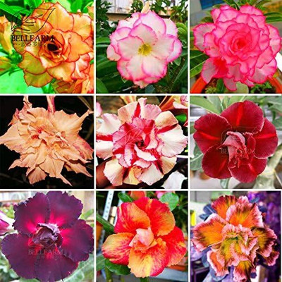 Qualtivate NDIR-259 Adenium Mixed 9 Types Double Desert Rose Seeds Seed(30 per packet)