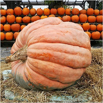 WILLVINE Non-GMO F1 HybridAtlantic Giant Pumpkin (Cucurbita Maxima) -2500 Seeds Seed(2500 per packet)