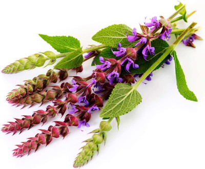 CYBEXIS VXI-19 - Garden Sage-Salvia Officinalis - (1350 Seeds) Seed(1350 per packet)