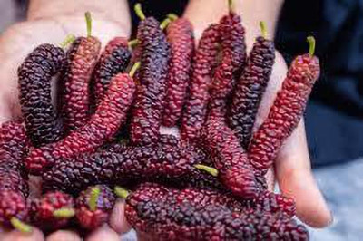 Oliver mulberry(shahatoot) Seed(44 per packet)