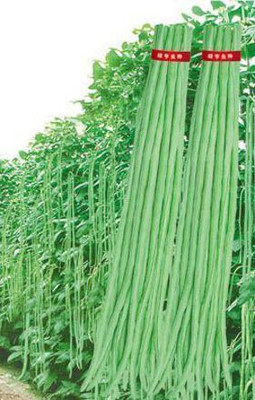 the green dotcom Beans Singra Seed(20 per packet)