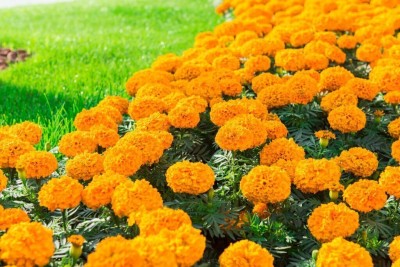 Hybride Marigold F2 Dwarf Double Orange Flower Seeds For Home Gardening Seed(100 per packet)