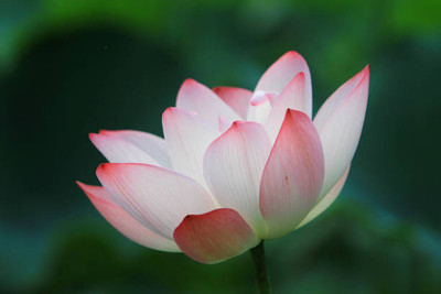 CRGO lotus,kamal gatta Seed(10 per packet)