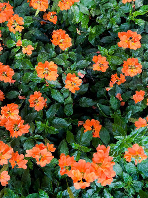 Oliver kanakambaram-firecracker-crossandra Seed(50 per packet)