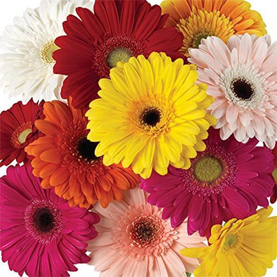 Aywal Gerbera Seed(100 per packet)