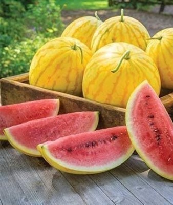 Qualtivate DXL-2AT Rare Watermelon, Red in Gold Hybrid Seed(100 per packet)