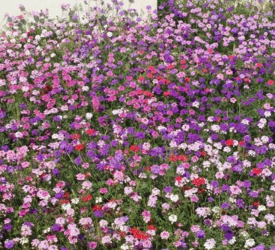 ORAKLE VERBENA Flower Mixed Seed(200 per packet)