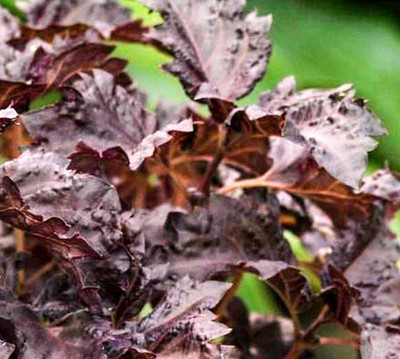 WILLVINE LX-47 HEIRLOOM Purple Ruffles Basil Seed(1000 per packet)