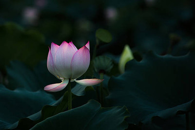 CRGO lotus,kamal gatta Seed(10 per packet)