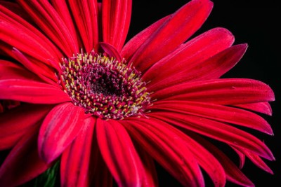 Mozette Exotic daisy red Seed(28 per packet)