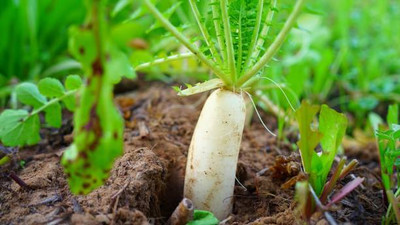 XOLDA Radish Muli Seed(25 per packet)
