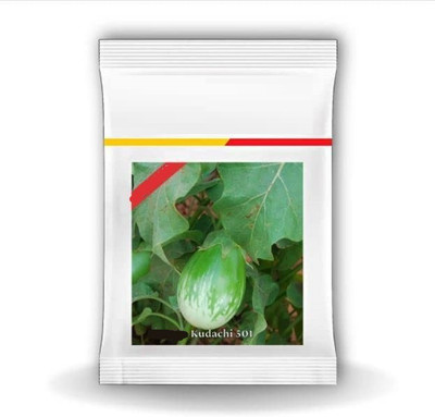 CYBEXIS XLR-6 - Kudachi 501 Brinjal hybrid - (1350 Seeds) Seed(1350 per packet)