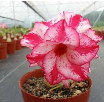 Qualtivate GBPUT-201 Adenium Obesum Desert Roses Seed(30 per packet)