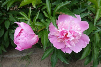XOLDAA BALSAM FLOWER SEEDS Seed(30 per packet)