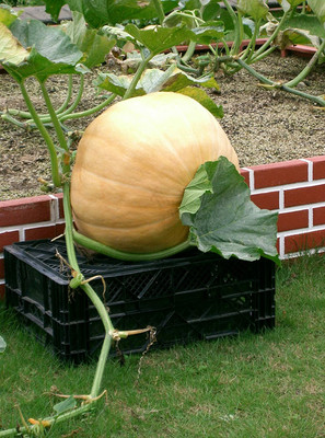 CYBEXIS Pumpkin Seeds Could Grow Large 400 Seeds Seed(400 per packet)