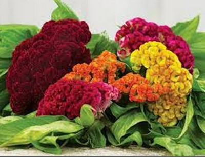 UGRA COXCOMB MIX SEEDS Seed(30 per packet)