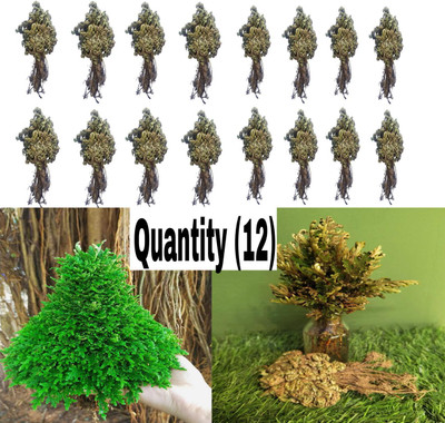 Hench Sanjeevani Booti Seed(12 per packet)