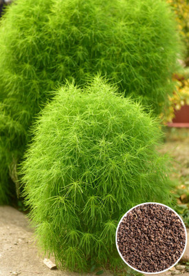 Seedsilk Kochia Flower Seed(150 per packet)