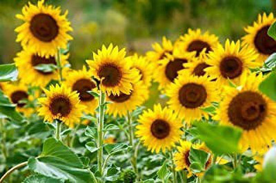 MAA Sunflower Seed(90 per packet)