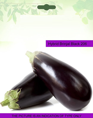 CYBEXIS Brinjal Seed(2400 per packet)