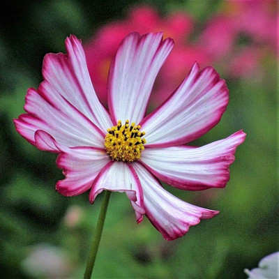 ZIXA Cosmos 'Cosimo Red-White' Seed(10 per packet)