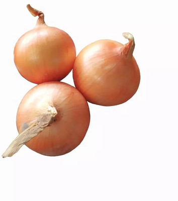 WATIKA Onion Yellow Onion Shallot Seed(3000 per packet)