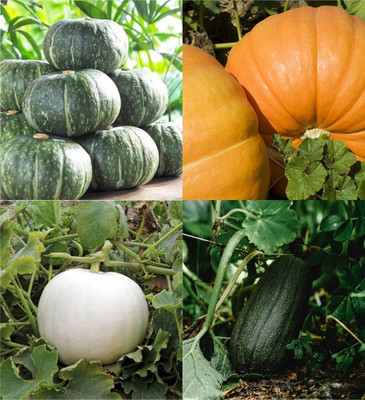 ibains Yellow pumpkin seeds for planting beez 7 Seed(7 per packet)