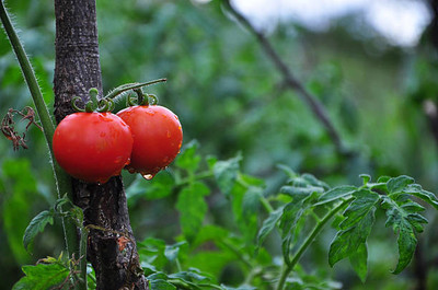 Freshtige tomato Seed(105 per packet)