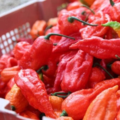 Qualtivate GBPT-8A Ghost Hot bhut jolokia Red Hot Chilli Organic Seed(300 per packet)