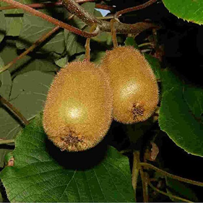 Aywal Kiwi Hybrid Fruit Seed(70 per packet)