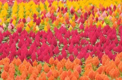 Aro Celosia Dwarf, Cockscomb Seed(40 per packet)