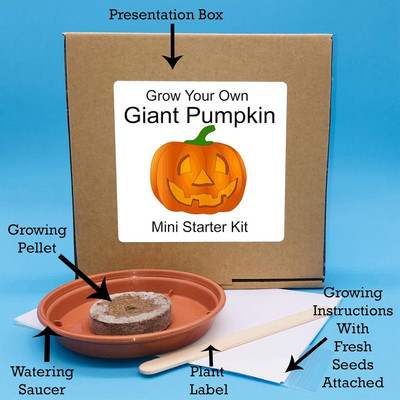 CRGO SEEDS KIT Seed(30 per packet)