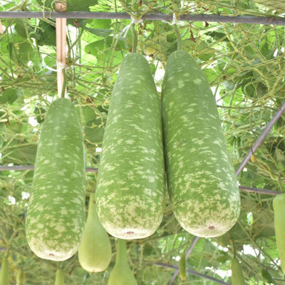 MOONQULTY Bangladeshi Hybrid Hazari Lau,Lauki Long Seed(6 per packet)