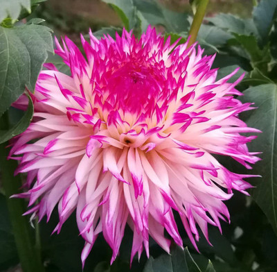 CYBEXIS Pink Dahlia Pompon Flower Seeds Seed(50 per packet)
