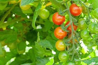 Gulabi nagari tomato Seed(55 per packet)